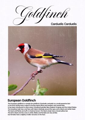 European Goldfinch