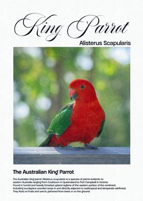 Australian King Parrot