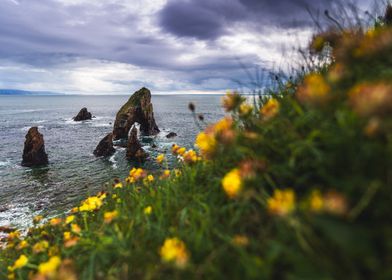 Sea Stacks and Yellow Flowers