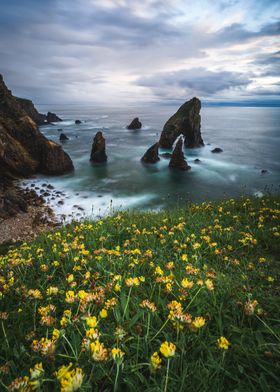 Sea Stacks and Wildflowers