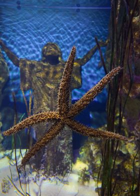 Starfish in Aquarium