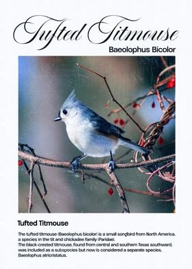 Tufted Titmouse Bird