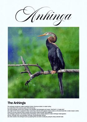 Anhinga Bird on Branch