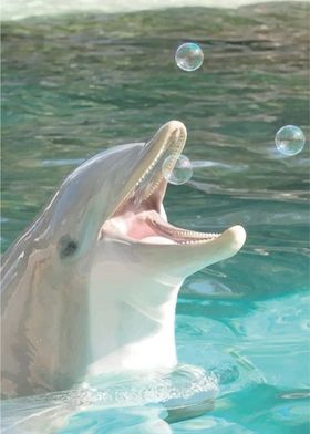 Dolphin Playing with Bubbles