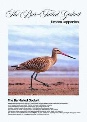 Bar-Tailed Godwit Bird