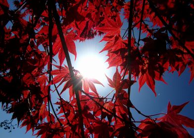 Red Maple Leaves Sun