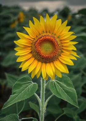 Single Sunflower Floral