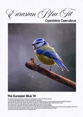 Eurasian Blue Tit Bird