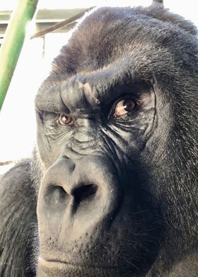 Gorilla Close-Up