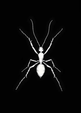 Animal White Ant