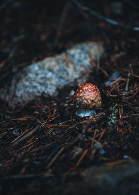 Red Mushroom in Forest