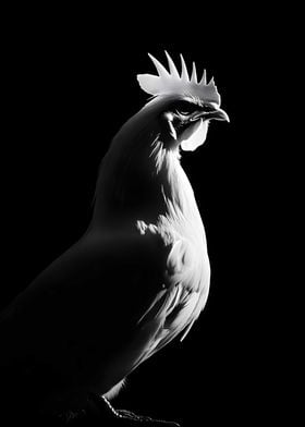 Animal White Chicken Art