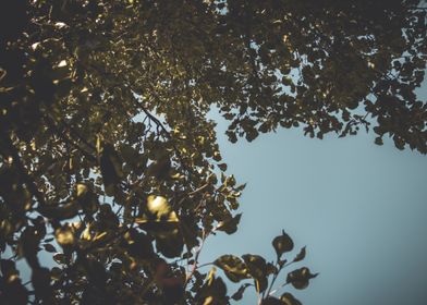 Beautiful Tree Canopy in an Open Sky