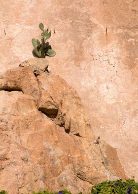 Cactus on Rock Wall