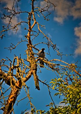 Crow on Bare Tree Branch