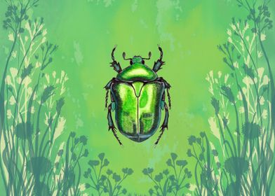 Green Beetle Illustration