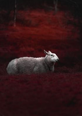 White Sheep in Red Field