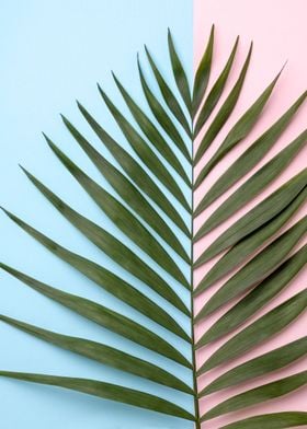 Palm Leaf on Pastel Background