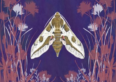 Spurge Hawkmoth Moth on Purple Background