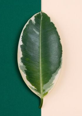 Green Leaf on Two Tones