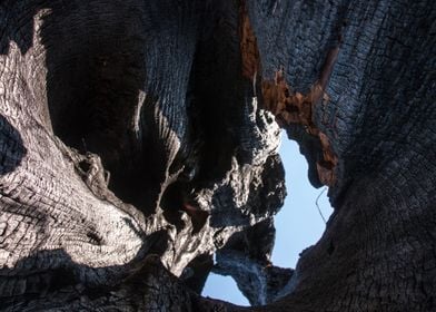 Hollow Tree Trunk