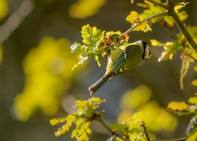 Blue Tit Bird on Branch