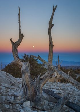 Dead Tree In Sunset