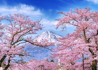 Mount Fuji Cherry Blossoms