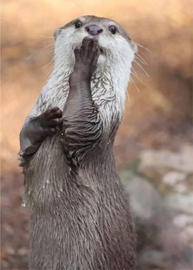 Curious Otter