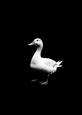 Animal White Duck