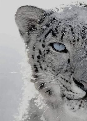 Snow Leopard Close-Up