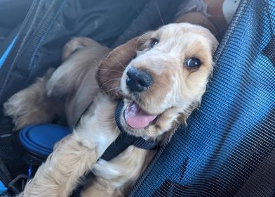 Happy Cocker Spaniel Puppy