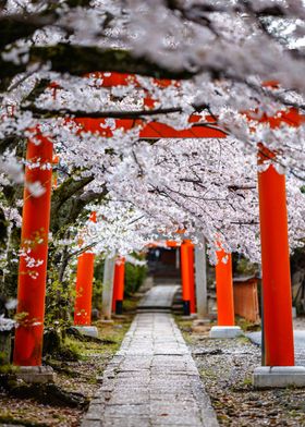 Cherry Blossom Torii Gate