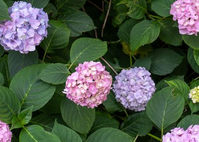 Pink and Purple Hydrangeas