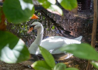 White Swan in Pond