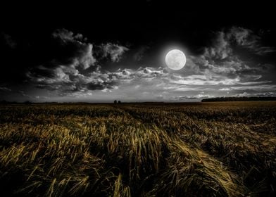 Full Moon Over Field