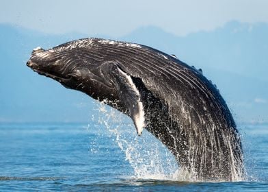 Ocean Humpback Whale