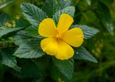 Yellow Flower