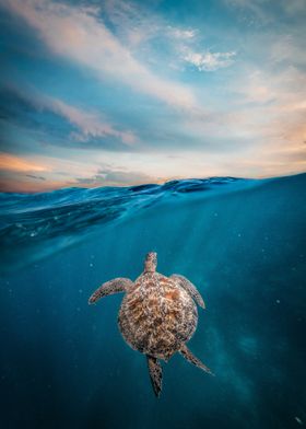 Sea Turtle Ocean