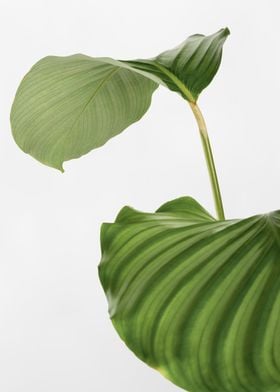 Green Leaf on White Background