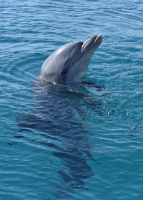 Ocean Dolphin