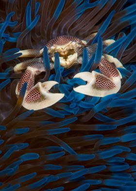 Crab in Anemone