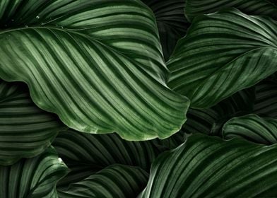 Tropical Leaf Texture