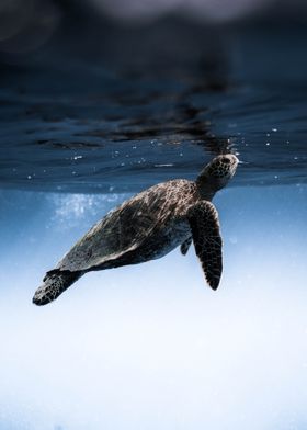 Ocean Sea Turtle