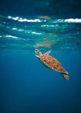 Ocean Sea Turtle