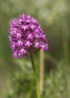 Purple Orchid Flower