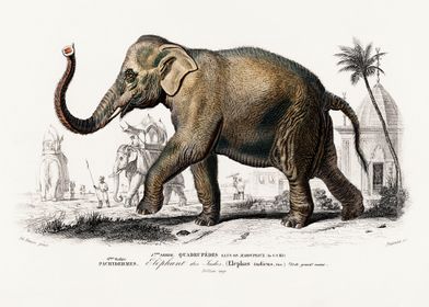 Indian Elephant Illustration