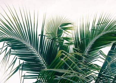 Lush Caribbean Palms 13