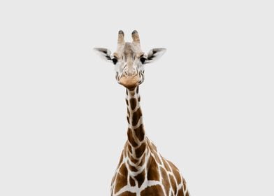 Cute Giraffe 1