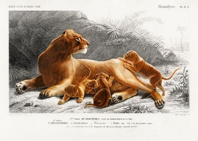 Lioness with Cubs